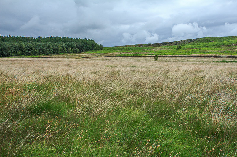 Harland Edge